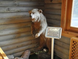 Yaban Hayatının Dondurulmuş Hali Bu Sergide