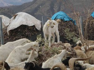 Şırnaklı Çiftçi Devletten Aldığı Destekle 680 Keçiden Günde 2 Bin 500 Litre Süt Elde Ediyor