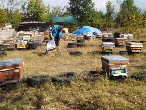 Simav’da Arıcılık Ve Arılı Kovan Tespit Çalışmaları