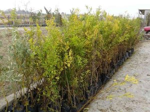 Malatya’da Meyve Fidanı Atağı