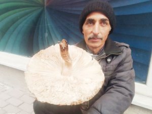 Tavşanlı’da Mantar Satışları Başladı