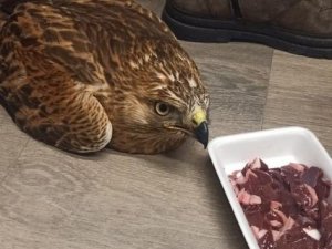 Elazığ’da Yaralı Kızıl Şahin Koruma Altına Alındı