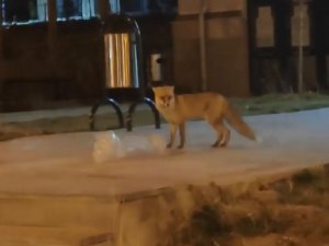 Elazığ’da Aç Kalan Tilki Şehir Merkezine İndi