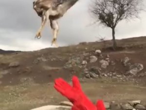 Yavru Kartal Özgürlüğe Böyle Kanat Çırptı
