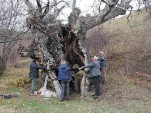 Asırlık Ceviz Ağaçları Zamana Meydan Okuyor