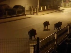 Aç Kalan Domuzlar Mahallede Yiyecek Aradı