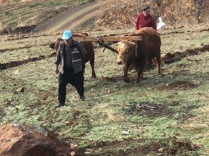 Bu Köyde Hala ’Kara Saban’ Kullanılıyor