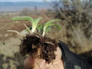 Tozunun Kilosu Bin 500 Liraya Alıcı Buluyor, Gerede’de Ekimine Başlandı