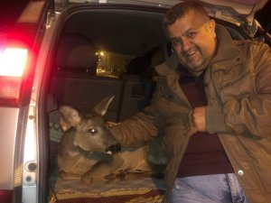Yaralı Ceylanın Hayatını Kurtardı