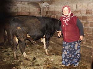 Hayvanlarını Otlatan Kadına Şok Sözler