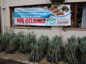 Salihli’de 6 Bin 480 Zeytin Fidanı Üreticilere Teslim Edildi