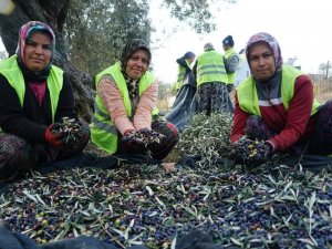 Edremit Belediyesi Zeytinyağları İçin Hasat Devam Ediyor