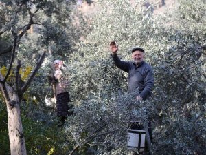 80’i Aşan Yaşlarına Rağmen Ağaçların Tepesine Çıkarak Zeytin Hasadı Yapıyorlar