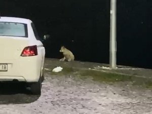 Elazığ’da Aç Kalan Tilki Mahallede Yiyecek Aradı