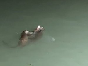 Su Samurlarının Balık Kavgası Kameraya Yansıdı