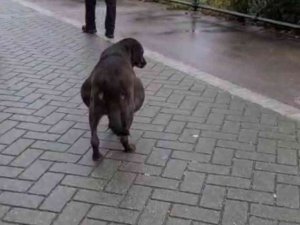 Hamile Sanılan Köpeğin Karnından Ödem Çıktı