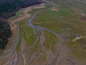 Suların Çekildiği Ömerli Baraj’ında Artık Büyükbaş Hayvanlar Otlatılıyor