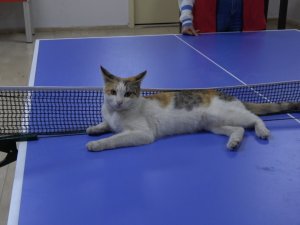 Masa Tenisi Oynayan Kedi Hayran Bıraktı