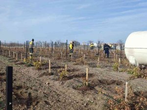 Keçiören’de Üzüm Bağlarında Kış Hazırlığı