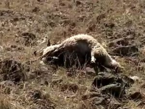 Elazığ’da Ağıla Giren Kurtlar, 53 Koyunu Telef Etti