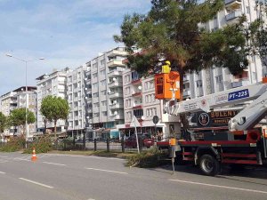 Samsun’da Ağaçlara Kış Bakımı