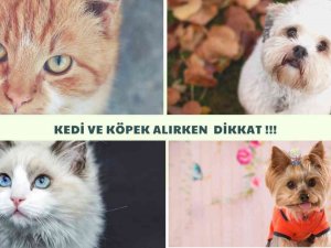 Sosyal Medyadan Kedi Köpek Sahibi Olmak İsteyenlerin Mağduriyeti Artıyor