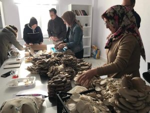 Kadınlar Tarafından Üretilen İ̇stiridye Mantarının İ̇lk Hasadı Yapıldı
