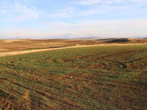 Erken Filizlenen Buğday Tohumları Kışı Bahara Çevirdi