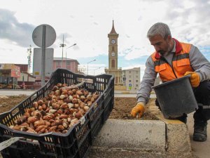 Van’da 54 Bin Lale Soğanı Dikildi