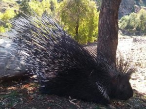 Aladağlar Milli Parkı’nda Oklu Kirpi Görüntülendi