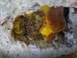 Balını ’Taştan’ Çıkarıyor