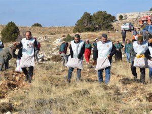 70 Bin Kilogram Sedir Tohumu Toprakla Buluştu