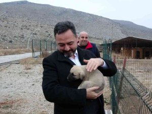 Elbistan Belediyesi Başıboş Köpekler İçin Harekete Geçti