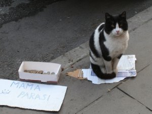 Bu Kedi Mama Parası Biriktirmek İçin Kaldırımda Bekliyor