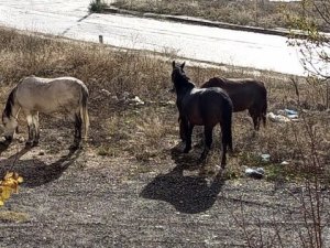 Başıboş Dolaşan Atların Sayıları Artmaya Başladı