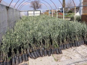 Yunusemre’den Çiftçilere Önemli Duyuru