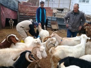 Gediz’de Küçükbaş Hayvanlara Çiçek Aşısı