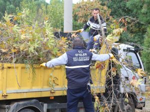 Efeler’in Yeşil Ekipleri Budama Mesaisine Devam Ediyor