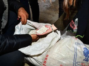 Yerli Kuru Fasulyeyle Çiftçiye 1,5 Milyon Liralık Destek
