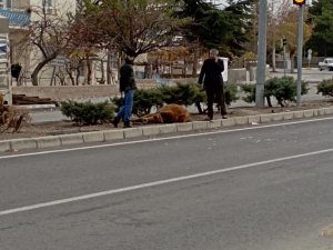 Sahibinin Elinden Kaçan Büyükbaş Hayvana Otomobil Çarptı
