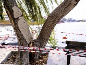 Tarihi Söğüt Ağacı Kaldırılıp Yenisi Dikilecek