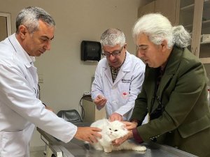 Parıldar’dan Sahipli Kedi Ve Köpekler İçin Çip Zorunluluğu Uyarısı