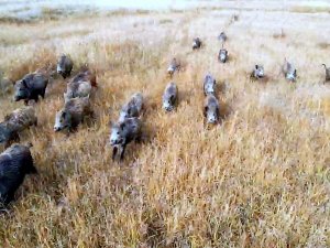 Çoban Köpeğinin Domuz Sürüsüyle Burun Buruna Geldiği Anlar Dron Kamerasına Yansıdı