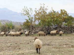 ’Bir Sürü Nedenim Var’ Projesiyle Hayvan Sahibi Oldu