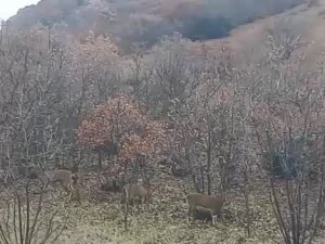 Elazığ’da Yaban Keçileri Görüldü