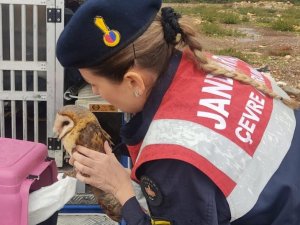 Peçeli Baykuş Ve Martılar Tedavi Altına Alındı