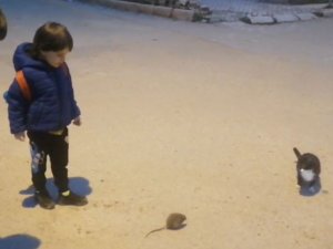 Kedi İle Farenin Oyunu Kamerada