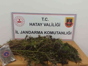 Hatay’da 477 Kök Skunk, 313 Gram Kubar Esrar Ele Geçirildi