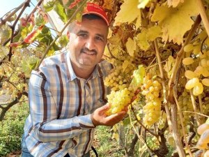 Bir Yanda Üzüm Hasadı Devam Ediyor Diğer Yanda Bağlar Budanıyor