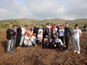 Sakız Ağaçları Urla’da Yeniden Can Buluyor